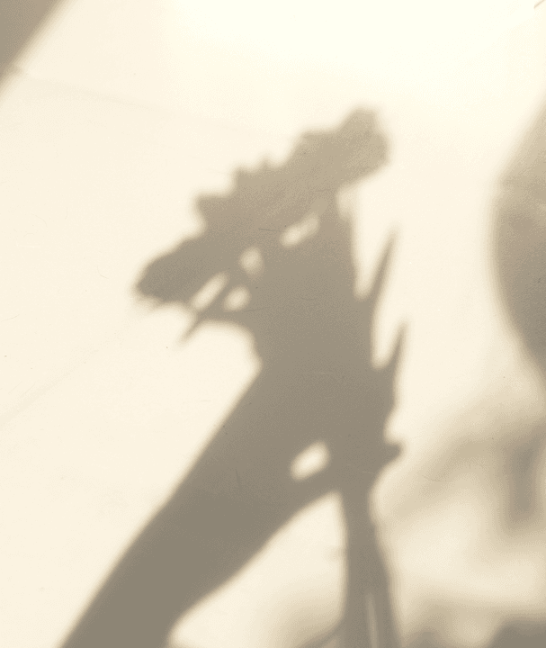 Liên hệ L’ombre Flower